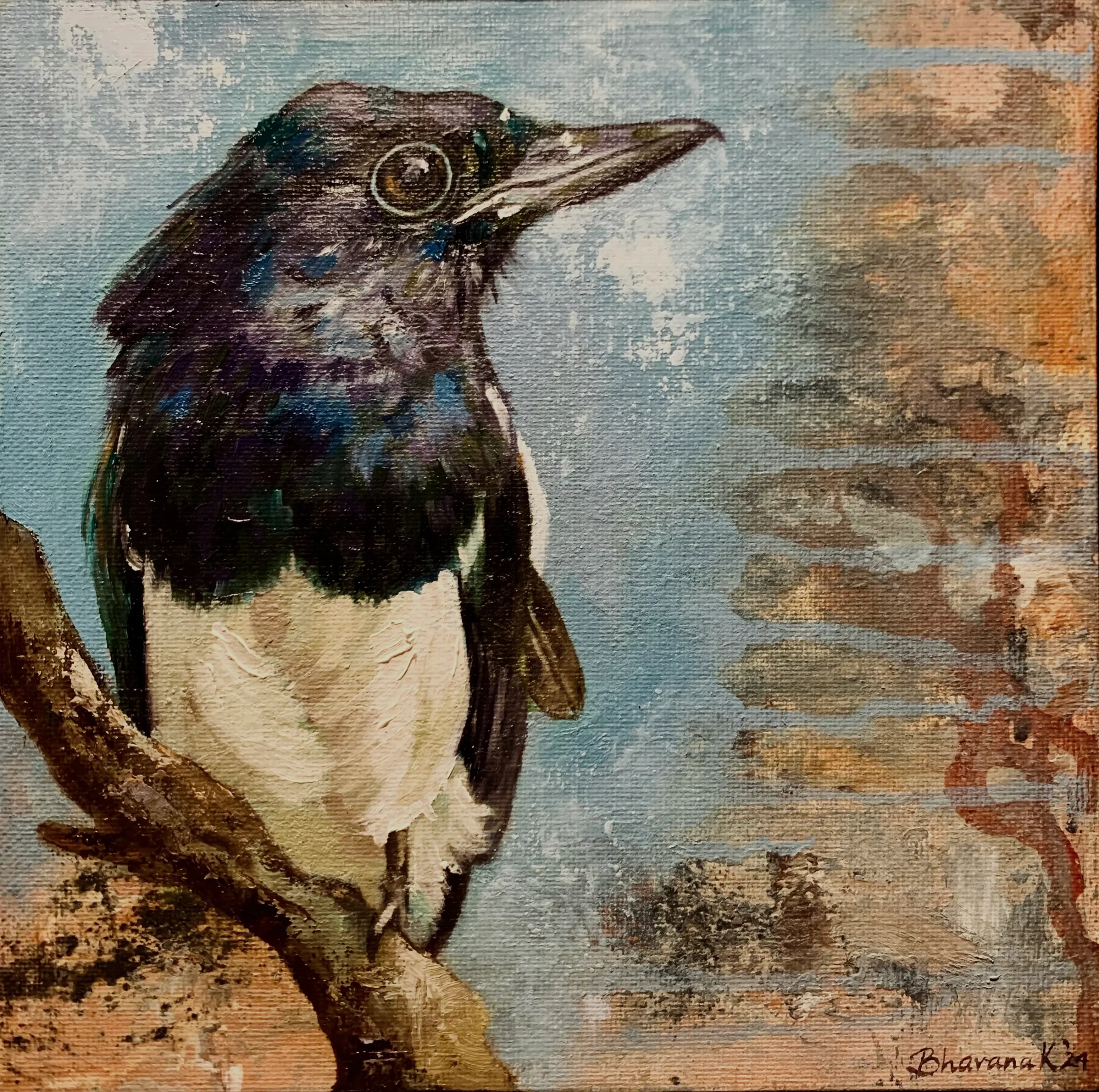 magpie-robin